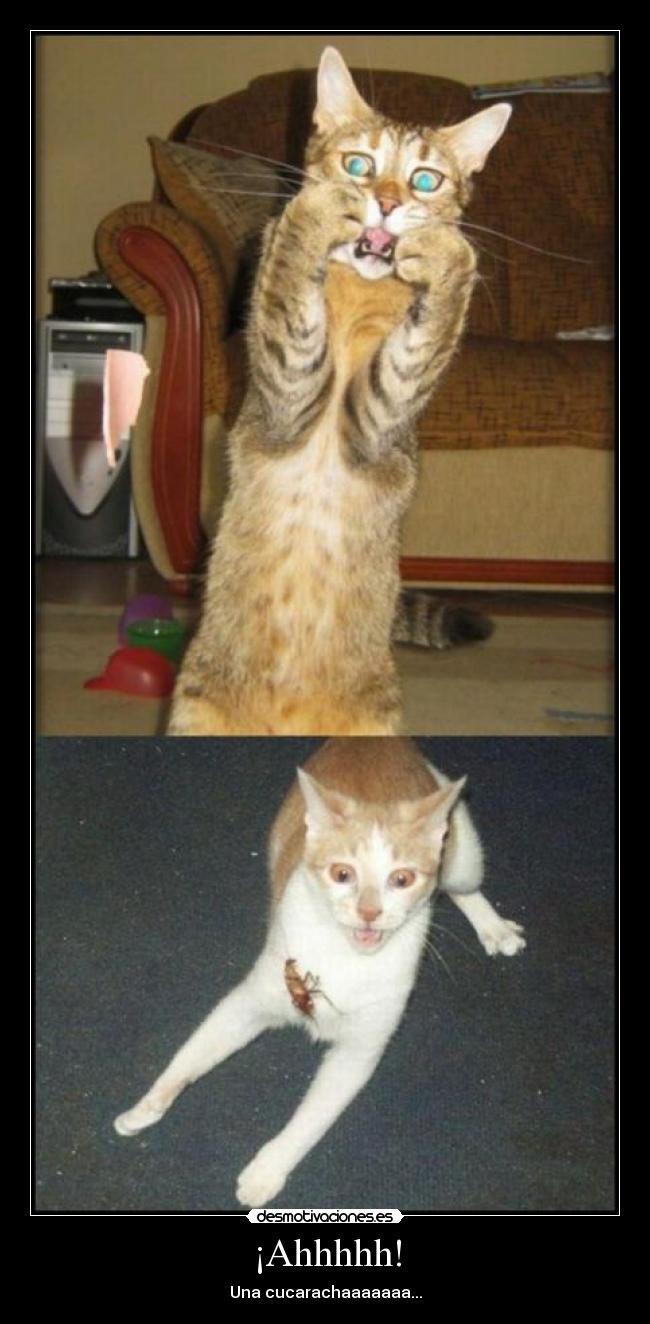 carteles gatos fobico las cucarachas jajaja pensar que nosotras las mujeres eramos las fobicas desmotivaciones