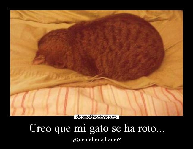 Creo que mi gato se ha roto... -