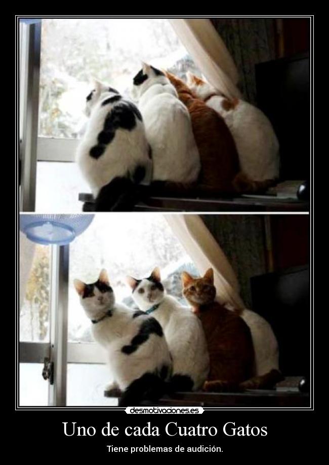 Uno de cada Cuatro Gatos - Tiene problemas de audición.