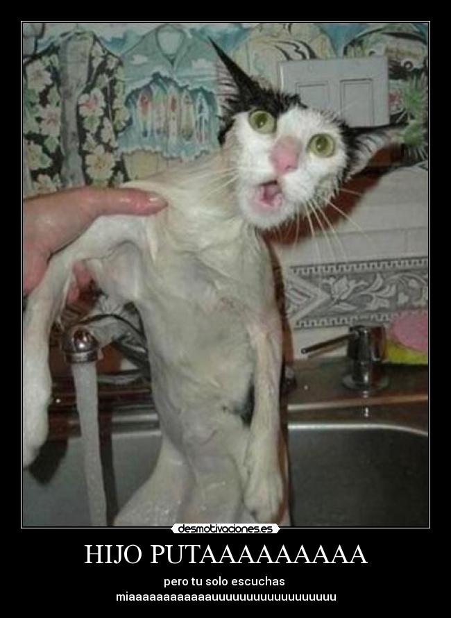 HIJO PUTAAAAAAAAA - pero tu solo escuchas 
miaaaaaaaaaaaauuuuuuuuuuuuuuuuuu