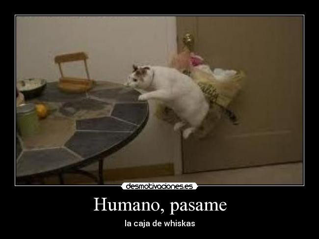 carteles misetiquetassonmias ahora los gatos desayunan para joderte dia con mas vitalidad desmotivaciones