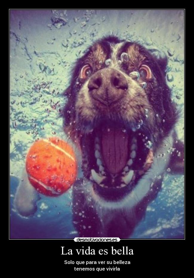 La vida es bella - Solo que para ver su belleza
tenemos que vivirla