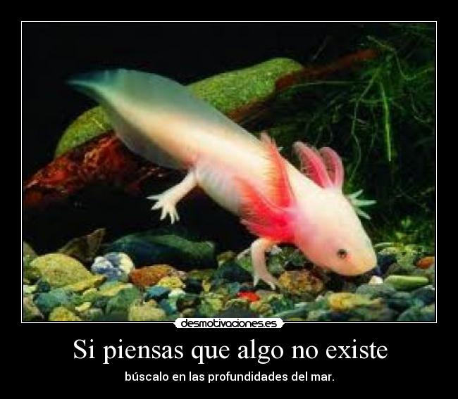 Si piensas que algo no existe - búscalo en las profundidades del mar.