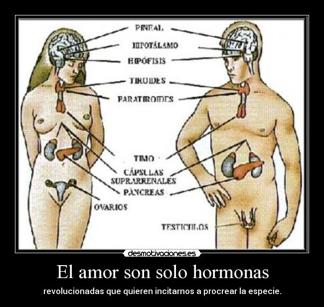El amor son solo hormonas -