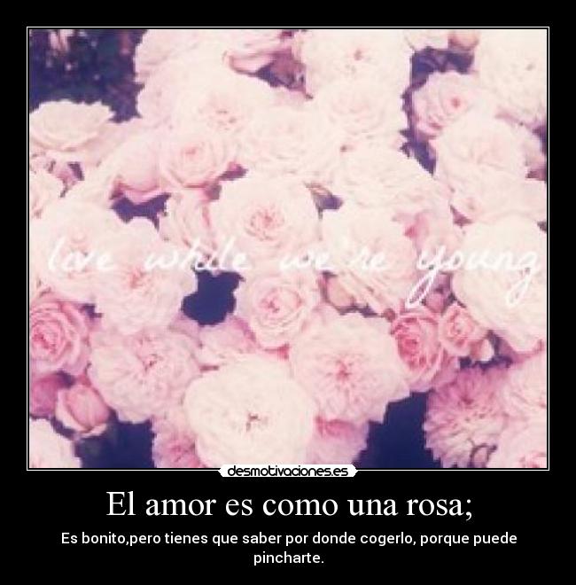 El amor es como una rosa; - Es bonito,pero tienes que saber por donde cogerlo, porque puede pincharte.