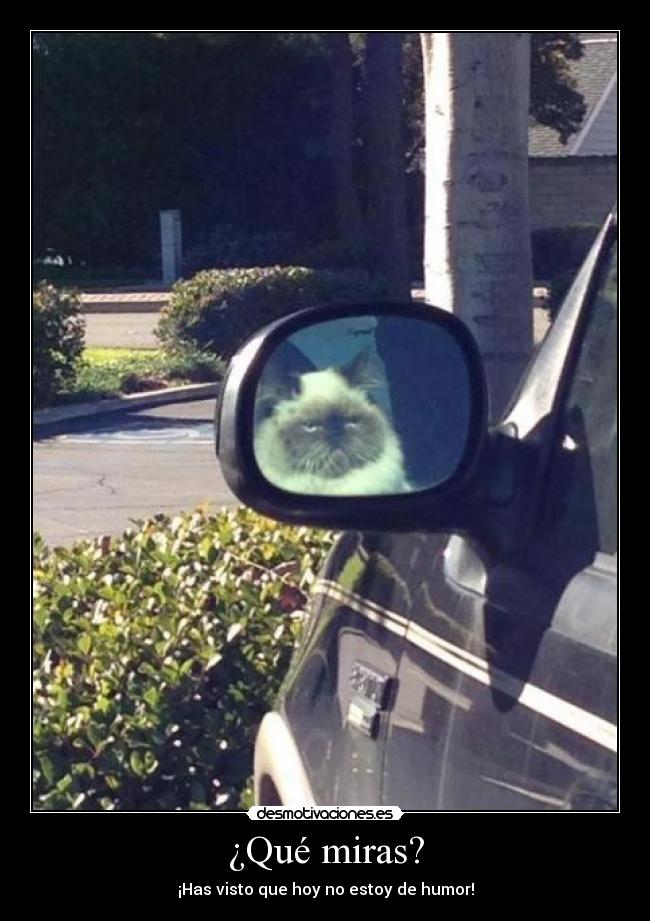 ¿Qué miras? - ¡Has visto que hoy no estoy de humor!