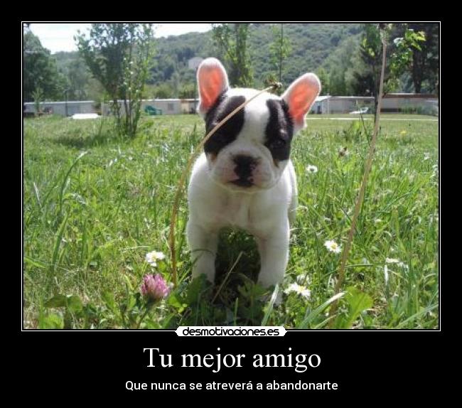 Tu mejor amigo - Que nunca se atreverá a abandonarte