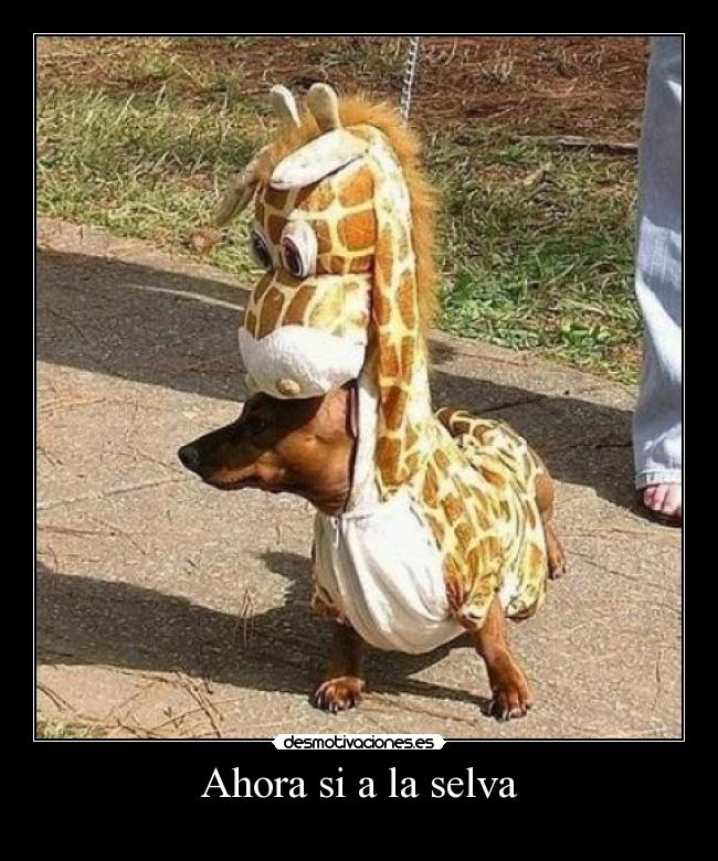 Ahora si a la selva - 