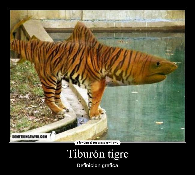 Tiburón tigre - Definicion grafica