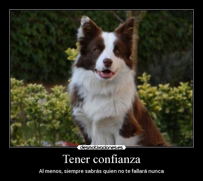 carteles confianza perro desmotivaciones