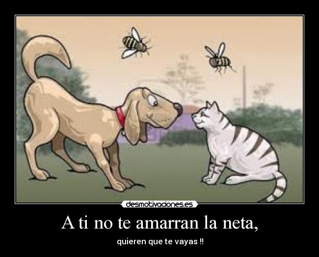 carteles perros gatos desmotivaciones