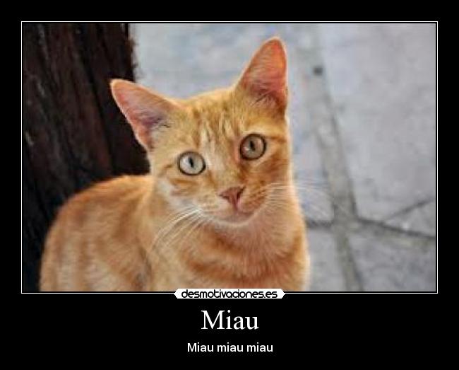 Miau - 