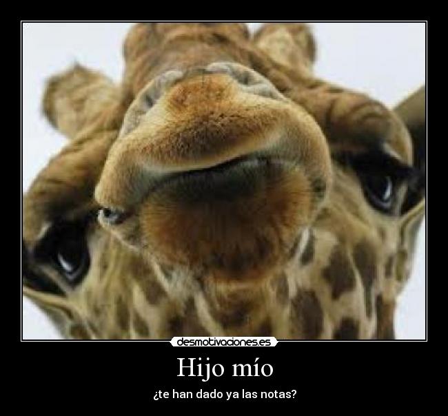 Hijo mío - ¿te han dado ya las notas?