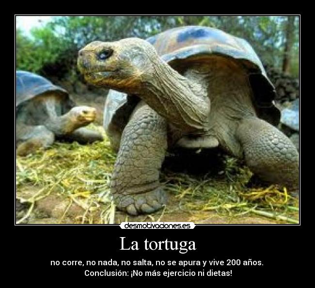 La tortuga - no corre, no nada, no salta, no se apura y vive 200 años. 
Conclusión: ¡No más ejercicio ni dietas!