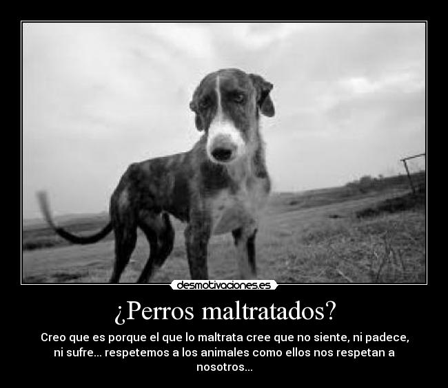 ¿Perros maltratados? -