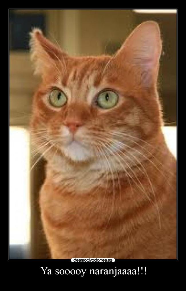carteles naranjaaaaaaaaaa desmotivaciones