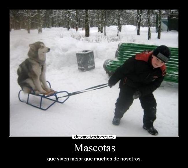 Mascotas -