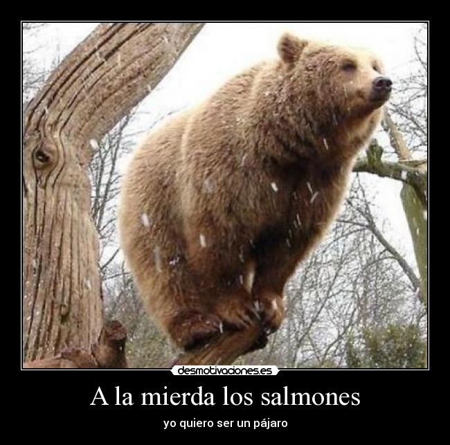 carteles salmon oso pajaro desmotivaciones