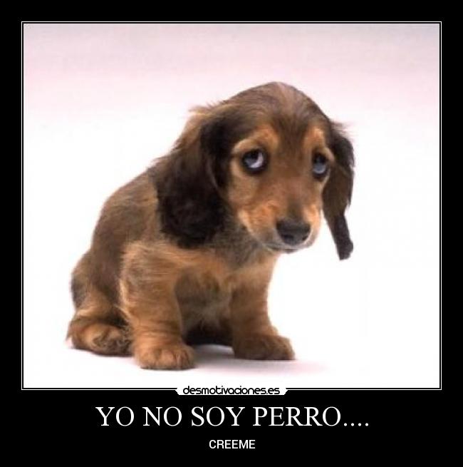 YO NO SOY PERRO.... - CREEME
