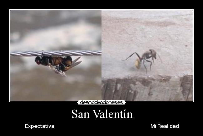 San Valentín - Expectativa Mi Realidad