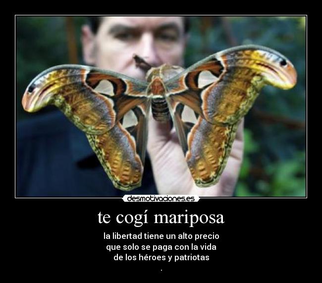 te cogí mariposa - 