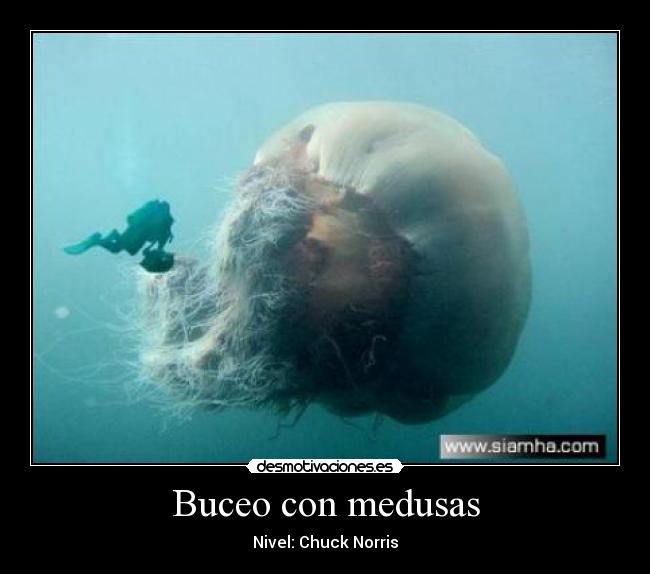 Buceo con medusas -