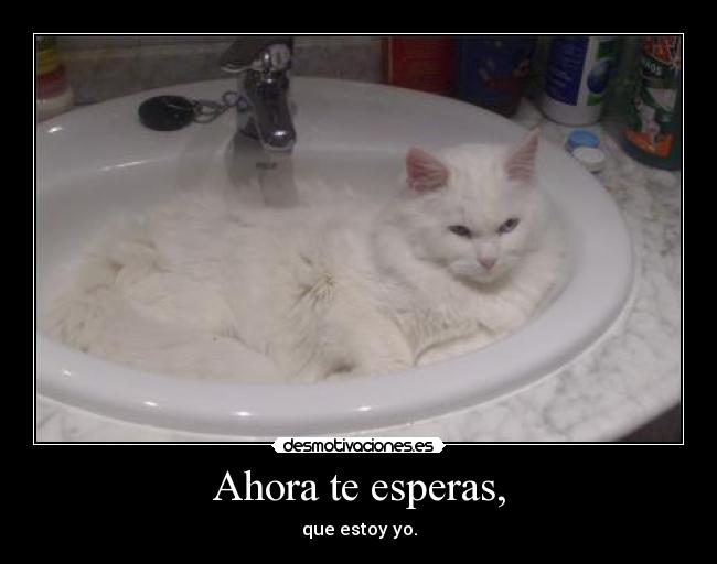 carteles raptorhunters nigatsu gatito morgan mola mas que walt tiene ojo cada color viva morgan desmotivaciones