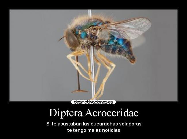 carteles arana mosca miedo meme troll desmotivaciones