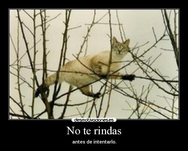No te rindas -
