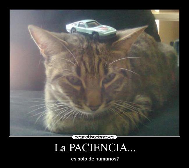 La PACIENCIA... - es solo de humanos?