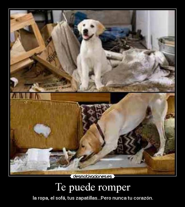 Te puede romper - la ropa, el sofá, tus zapatillas...Pero nunca tu corazón.