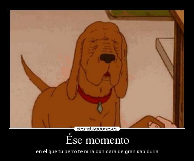 Ése momento - en el que tu perro te mira con cara de gran sabiduría