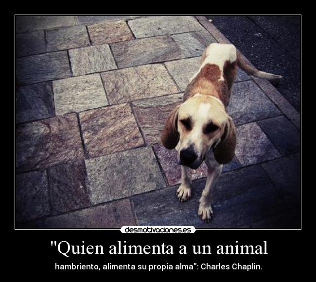 carteles perros desmotivaciones