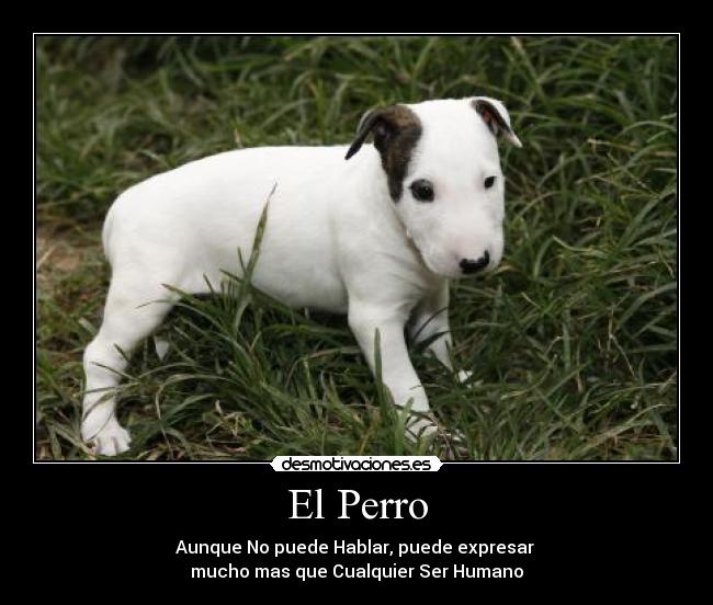 El Perro -