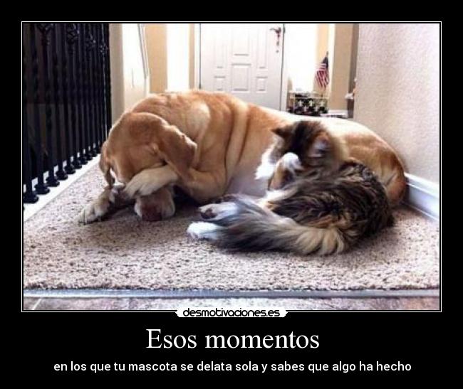 Esos momentos - en los que tu mascota se delata sola y sabes que algo ha hecho