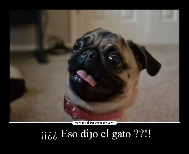 ¡¡¿¿ Eso dijo el gato ??!! -