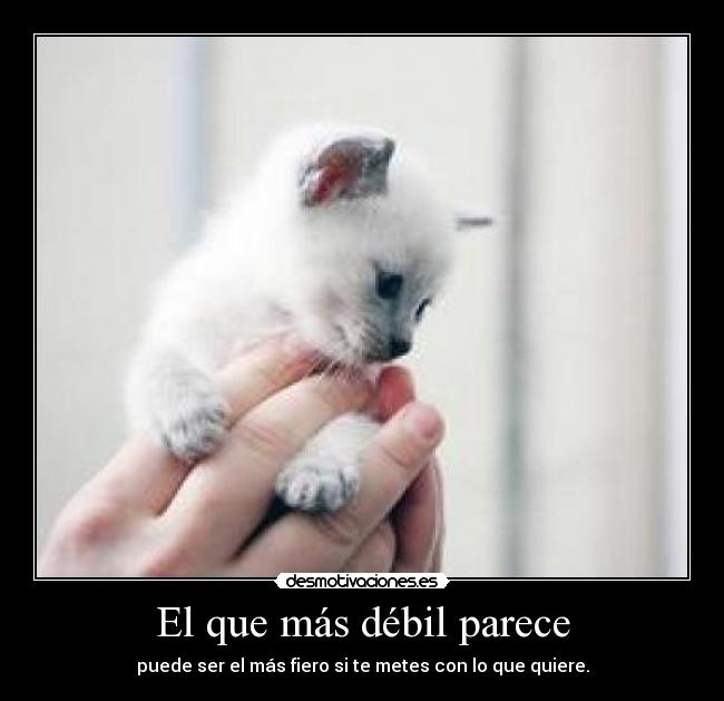 El que más débil parece - puede ser el más fiero si te metes con lo que quiere.