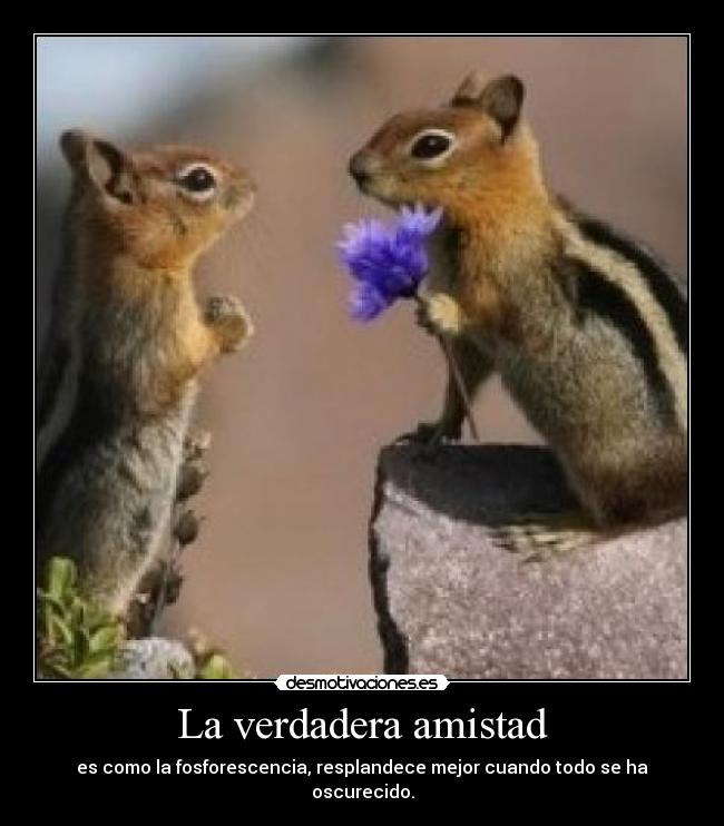 carteles amistad verdadera amistad ardillas desmotivaciones