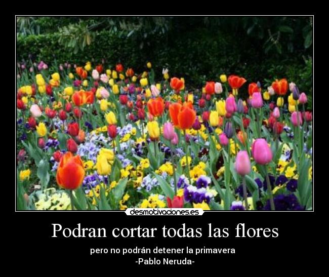 carteles budini desmotivaciones