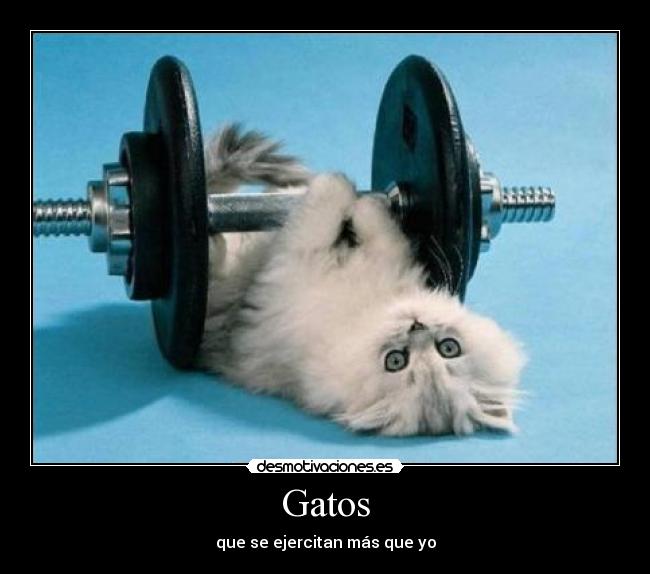 Gatos - que se ejercitan más que yo