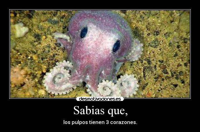 Sabias que, - los pulpos tienen 3 corazones.
