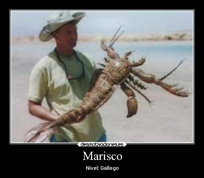 Marisco - Nivel: Gallego