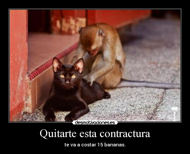 carteles gatosy mono desmotivaciones