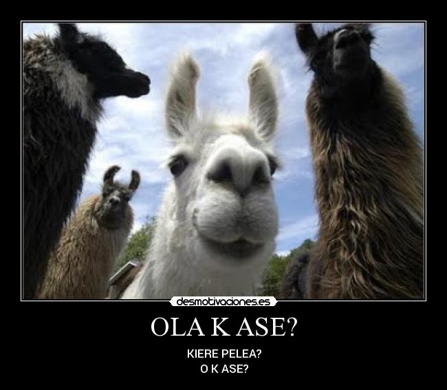OLA K ASE? - 
