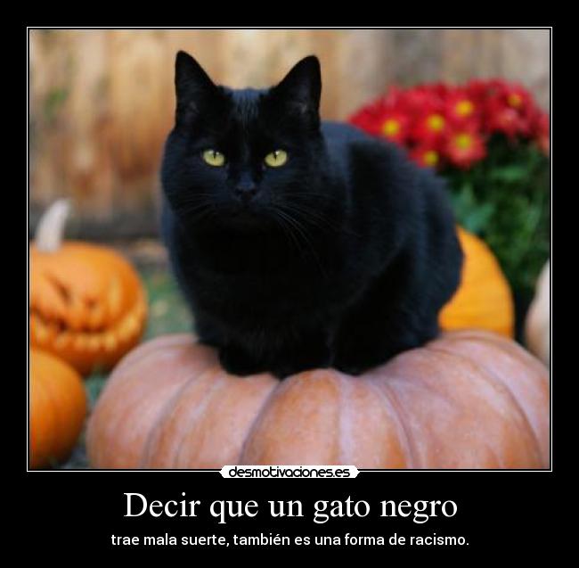 Decir que un gato negro - trae mala suerte, también es una forma de racismo.