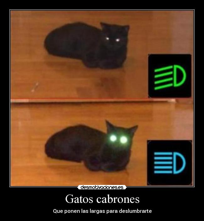 Gatos cabrones - Que ponen las largas para deslumbrarte