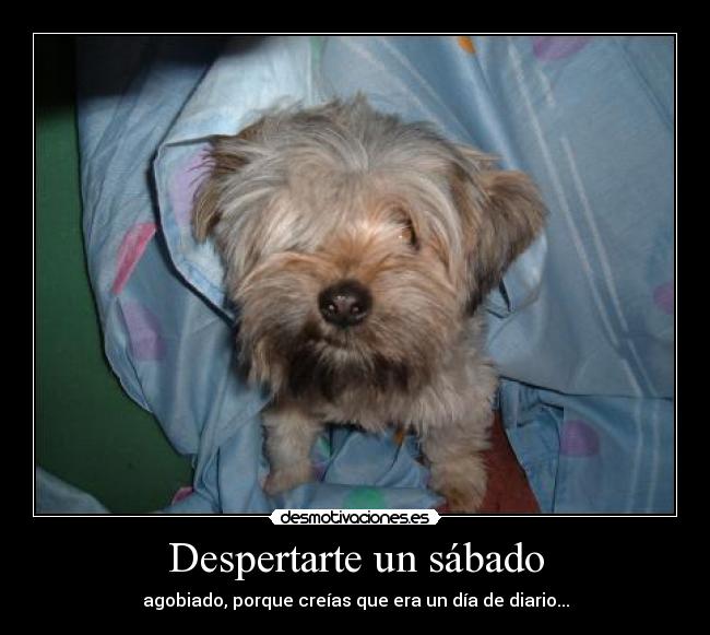 Despertarte un sábado - agobiado, porque creías que era un día de diario...