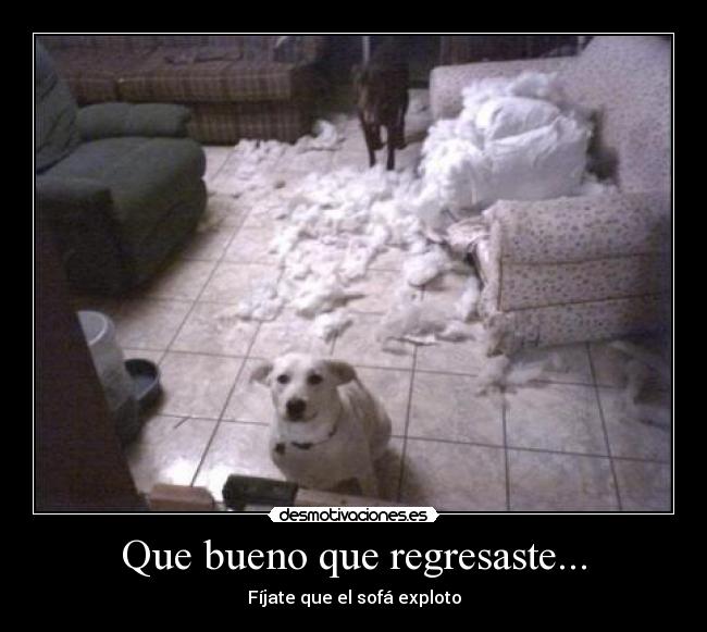 Que bueno que regresaste... - 