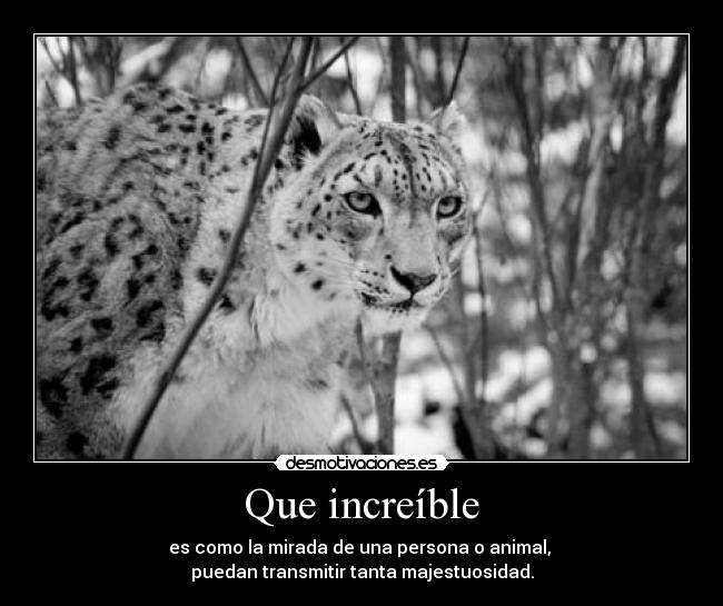 Que increíble - es como la mirada de una persona o animal,
puedan transmitir tanta majestuosidad.
