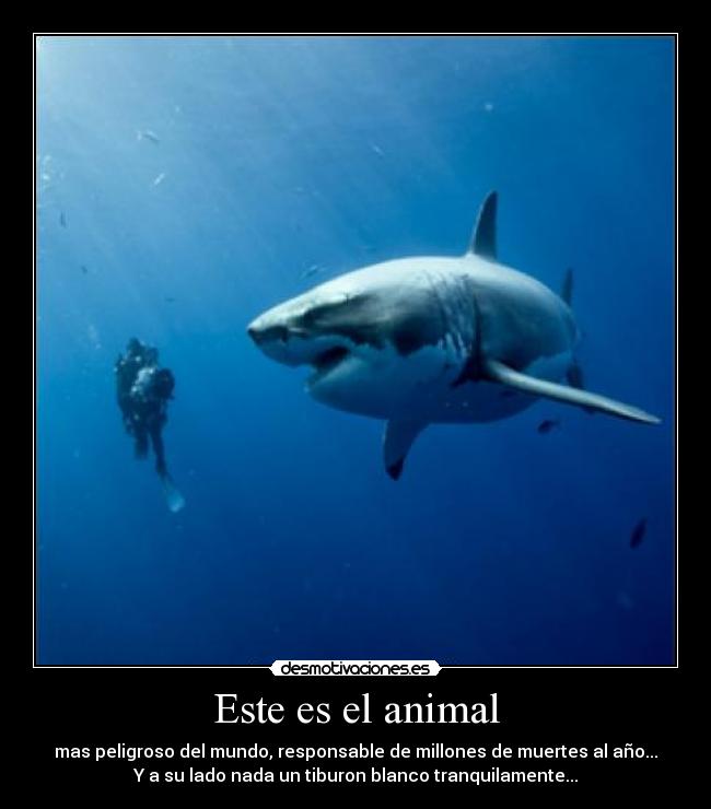 Este es el animal - 